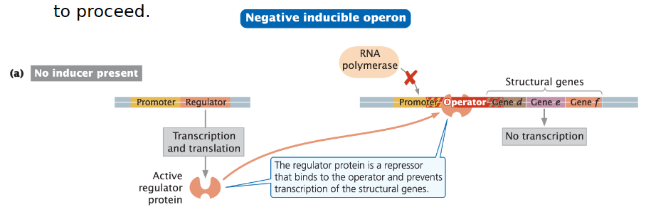 <p><strong>General Function</strong><br>āTranscription is normally off and must be turned on</p><p><strong>Regulator Protein</strong><br>āRegulator gene encodes an active repressor protein<br>āRepressor binds to the operator and blocks RNA polymerase from binding to the promoter<br>āKeeps transcription off<br>āRepressor must be inactivated or removed for transcription to proceed</p>