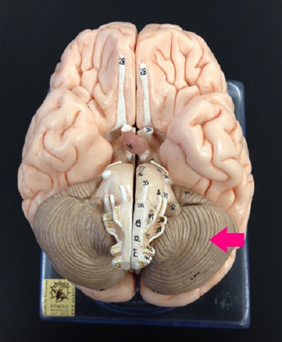 <p>Identify the structure.</p>