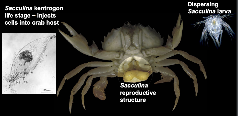 <p>Parasitic, injects cells into body, has a superficial appearance of a crab egg mass, causing the crab to take care of it.</p>