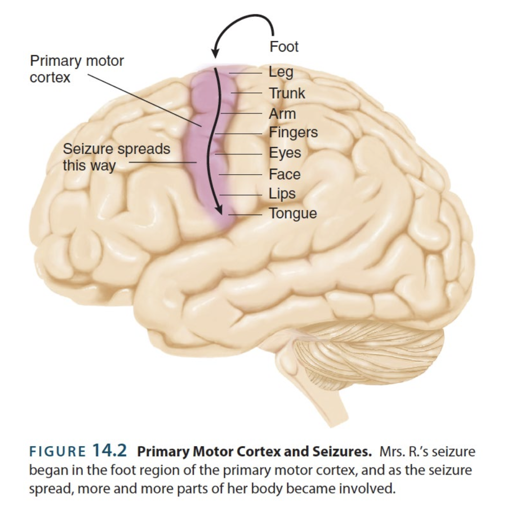 <p>→ seizing effect begins at a focus and remains localized in the brain</p><ul><li><p><strong>Simple partial-</strong> → causes no loss of consciousness</p></li><li><p><strong>Complex partial-</strong> → induces some loss of consciousness</p></li></ul><p></p>
