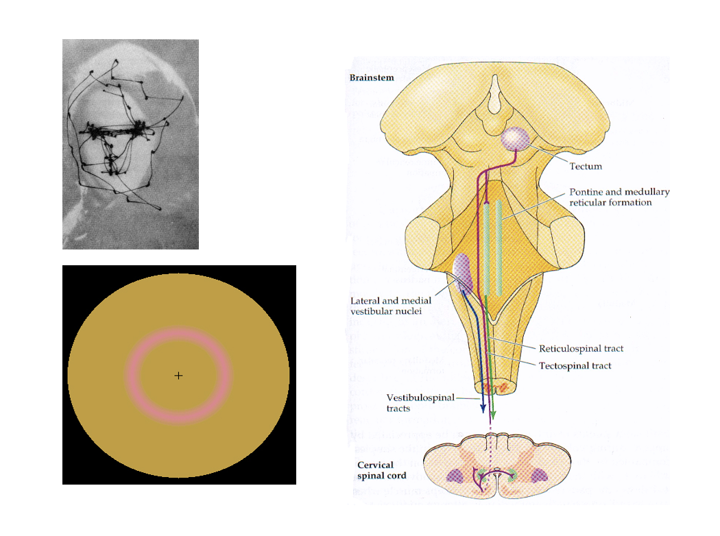 <ol><li><p>Eye movements→ direct how we e.g scan faces in a particular way</p></li><li><p>Involuntary saccadic eye movements→ need to move constantly other wise the photoreceptors adapt</p></li></ol><p></p>