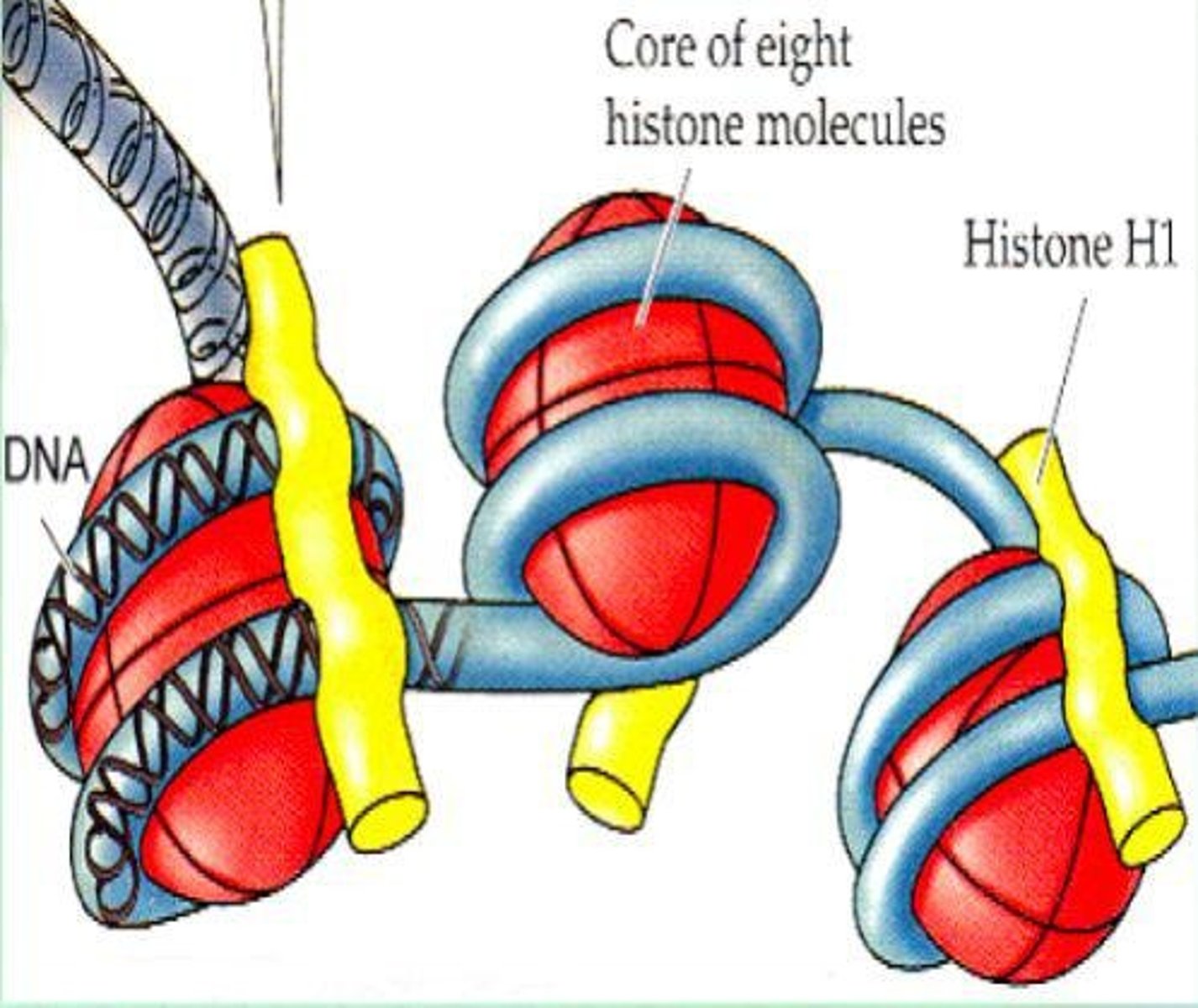<p>Proteins around which DNA is coiled.</p>
