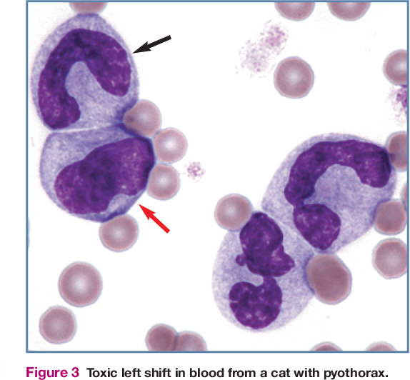 <p>What cell is demonstrated in the image?</p>