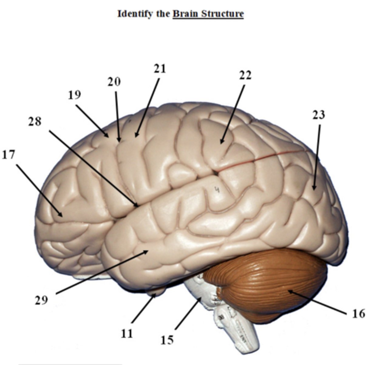 <p>identify the brain structure</p>