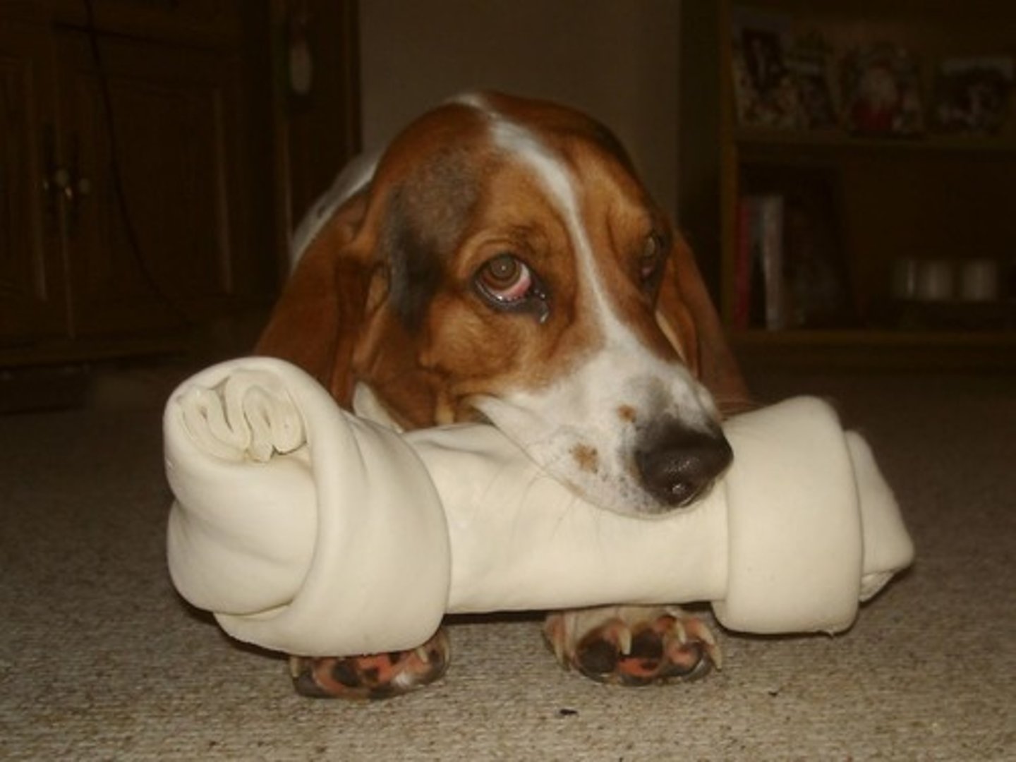 <p>bone</p>