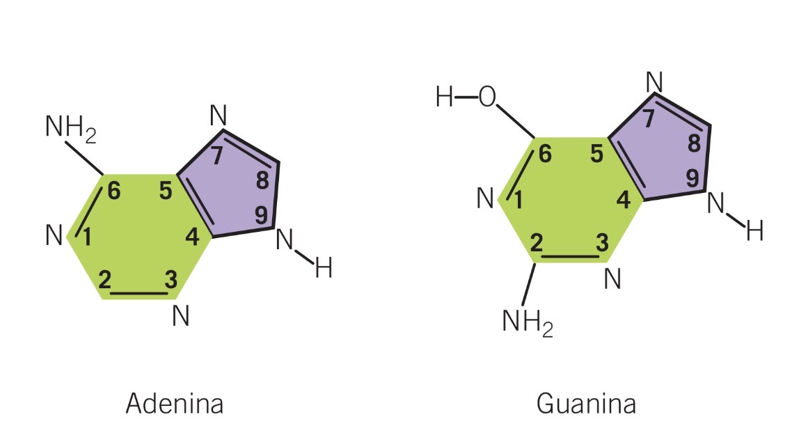 <p>Nucleosidos purinicos:</p>