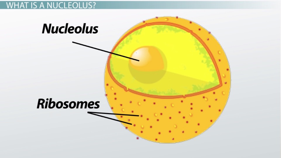 <p>a sphere whose function is to produce and make the cell's ribosomes.</p>