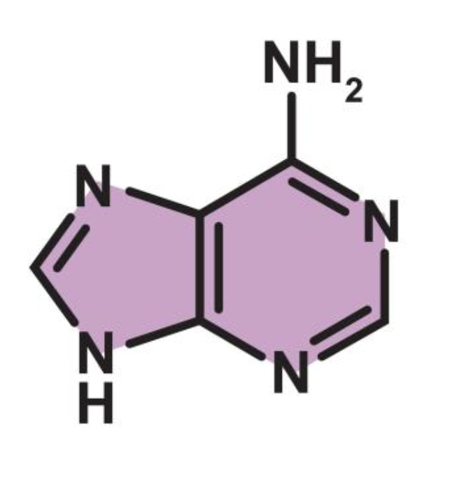<p>purine</p>