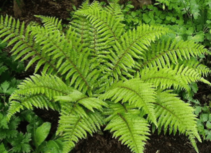 <p>Name? Phylum?</p>