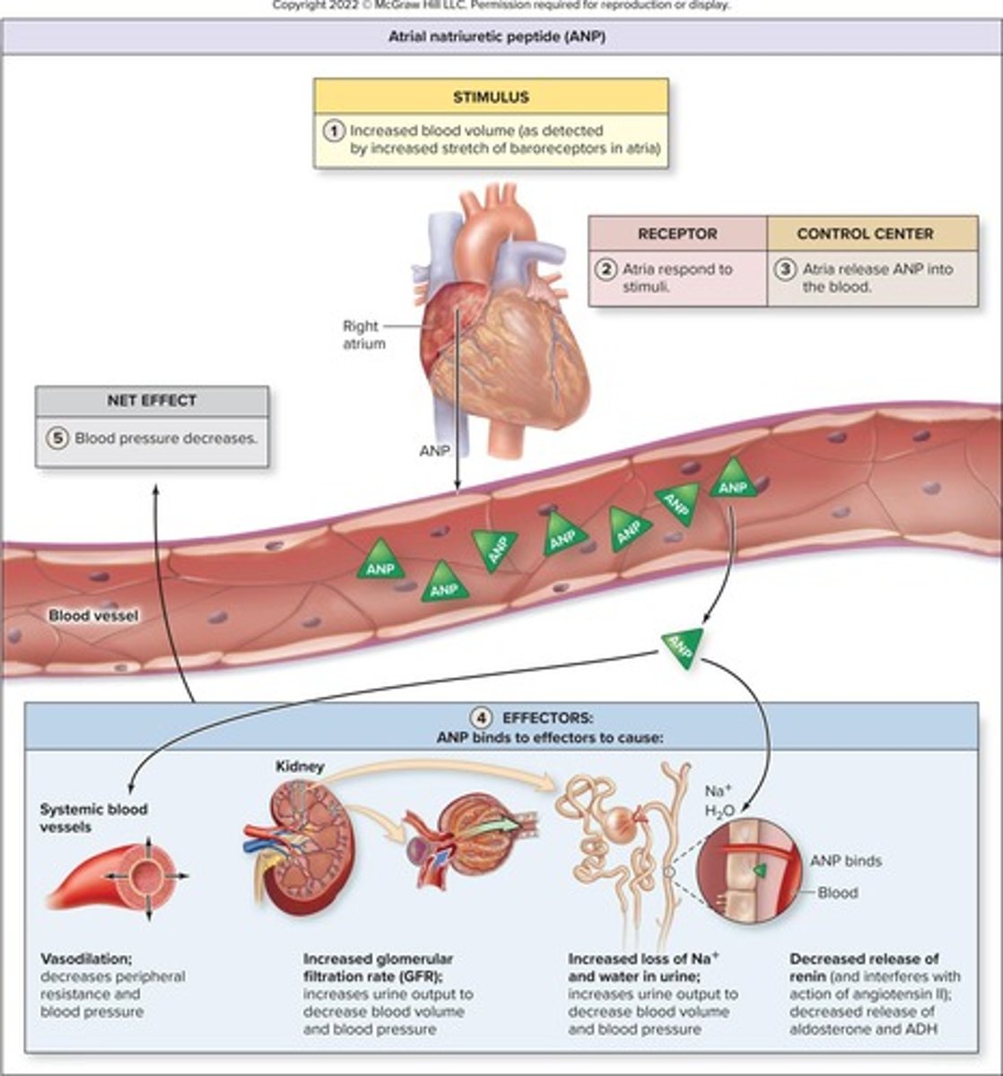 <p>Hormone that increases urine output to reduce blood volume.</p>