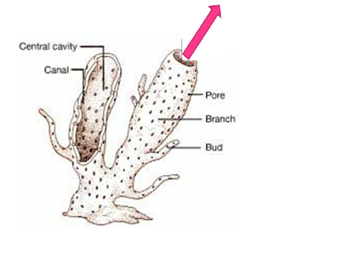 <p>Opening of sponge through filtered water exits</p>