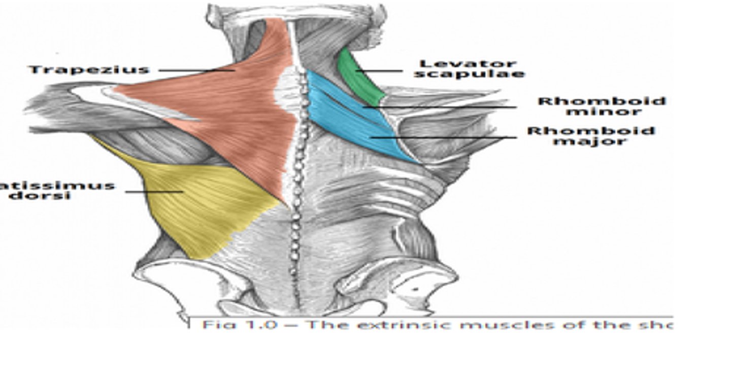<p>Fix the scapula and move it to increase range of arm movements; perform elevation, depression, rotation, protraction, and retraction</p>