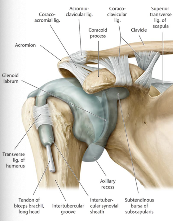 <p>synovial, triaxial, ball and socket joint</p>