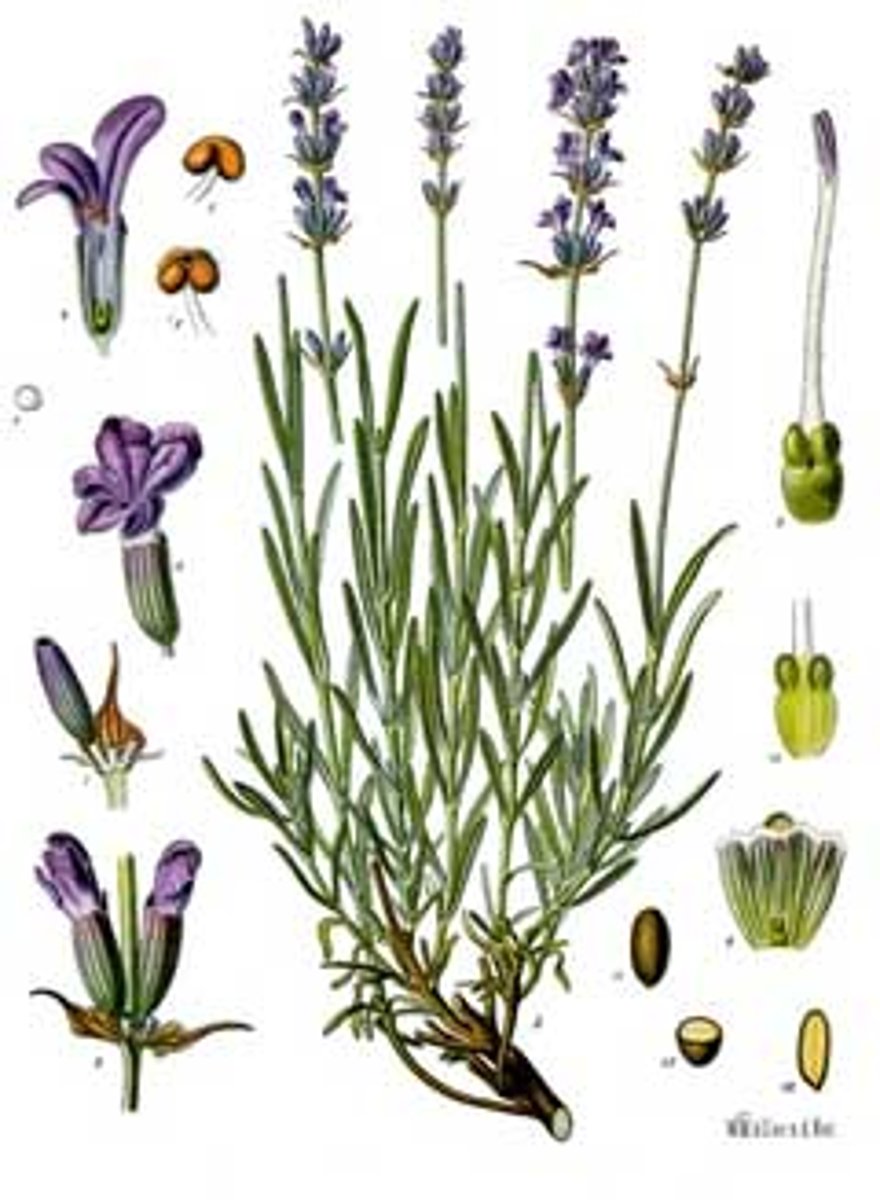 <p>square stems; opposite leaves; bilabiate flowers</p><p>terminal and axillary blooms</p><p>leaves: pubescent; linear</p>