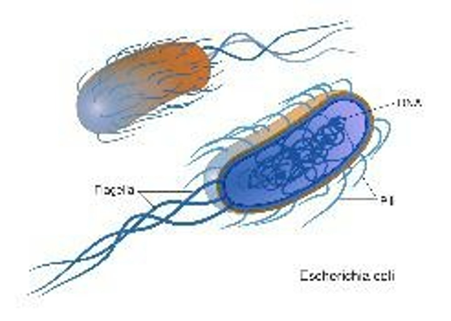 <p>Prokaryotic, unicellular organisms causing diseases.</p>