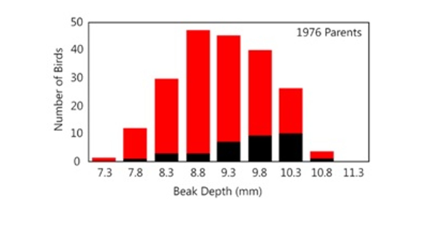 <p>More than one-half of the initial population died during the drought.</p><p>The most common beak size of the initial population was 8.8 millimeters. A very small proportion (~5%) of the initial population with this beak size survived.</p><p>Finches with larger beaks had a survival advantage in the 1977 drought.</p>