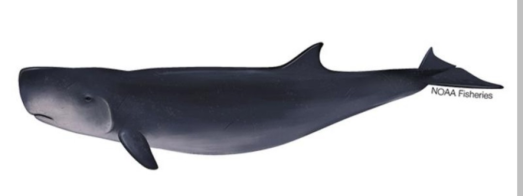 <p>Physeteridae family</p><p class="has-focus">primarily eat squid and other cephalopods, though they also consume fish and crustaceans</p><p class="has-focus">They have a compact, gray body, a square head with a pointed snout, and a distinct marking behind the eye called a "false gill".</p>