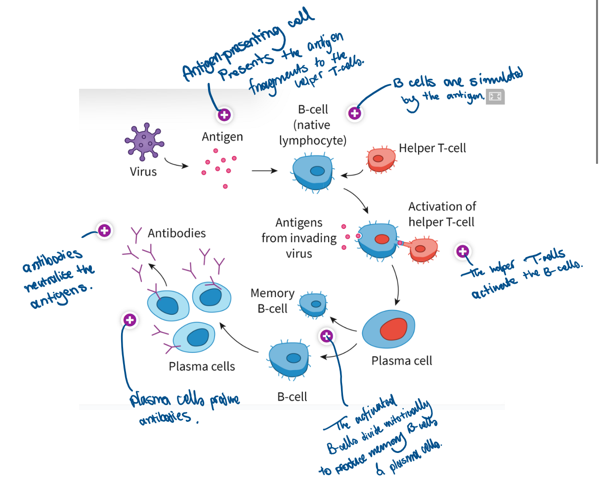 <p>Only the B-cells with receptors specific to the antigen are selected to multiply. These cells undergo repeated mitosis to form identical clones.<br><br>Plasma B-cells produce antibodies only after maturation and differentiation to enhance their capacity for large-scale protein synthesis.</p>