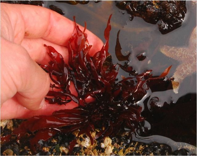 <p>PHYLUM</p><p>Mostly marine protists ranging from unicellular to large seaweeds</p><p>→ cell walls of mucilage and cellulose </p><p>→ contain chlorophyll a and phycobilins (red pigment)</p><p>→ store energy as floridean starch</p><p>→ no flagella at all</p><p>→ cell walls of cellulose</p>