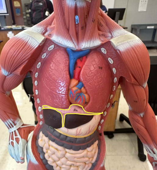 <p>What muscle is the yellow line indicating? What action does this muscle perform?</p>