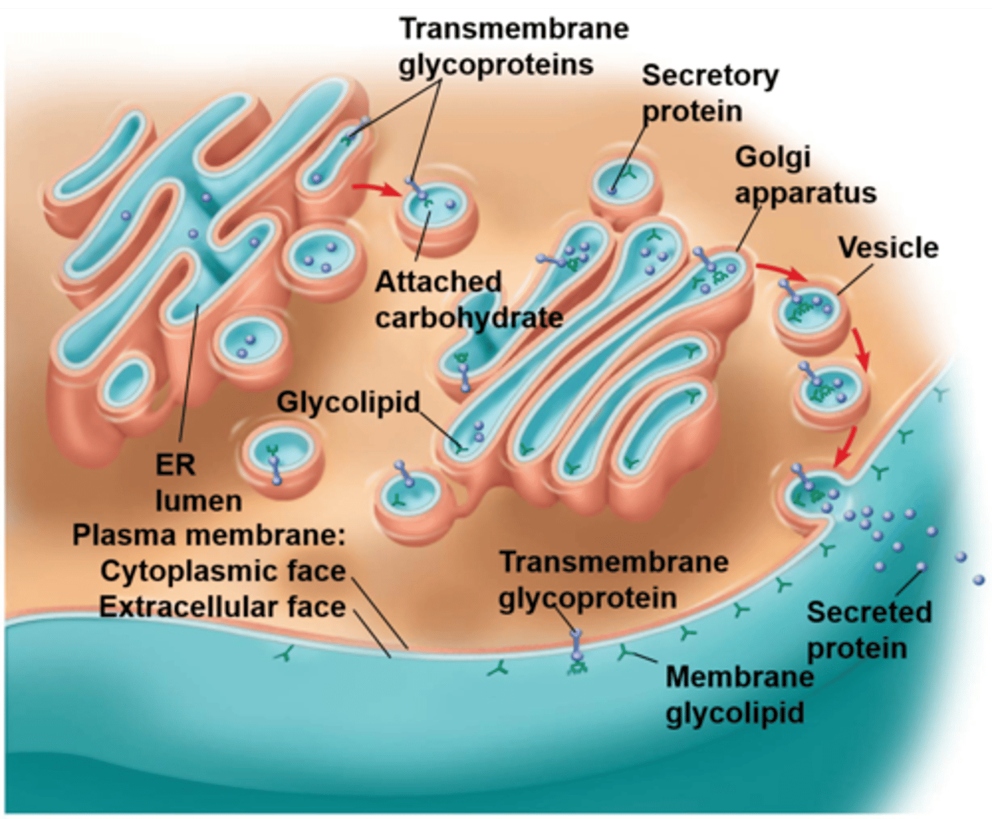 <p>Asymmetry of the membrane bilayer resulted from different membrane proteins attached to the bilayer.</p>