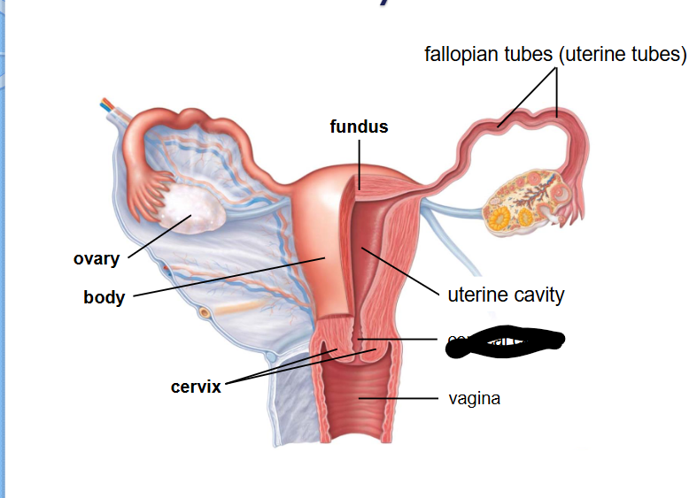 <p>(Female Reprod Structures) What is this within the Uterus?</p>