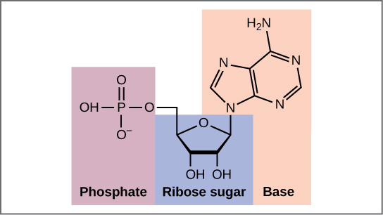 <p>nucleotides ; ribose </p>