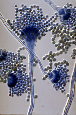 <p><span><span>Eukaryotic. Unicellular or multicellular. Asexual or sexual reproduction. Size: Varied microscopic single-celled yeast to large multicellular mushrooms </span></span></p>