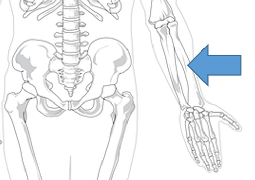 <p>värttinäluu</p>