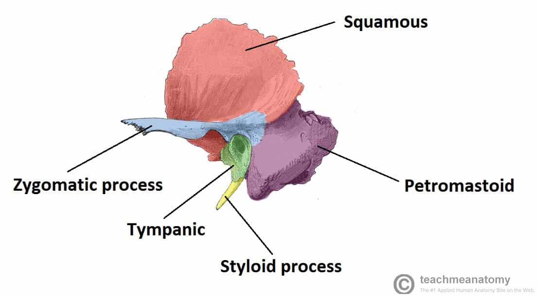 <p>Temporal bone</p>