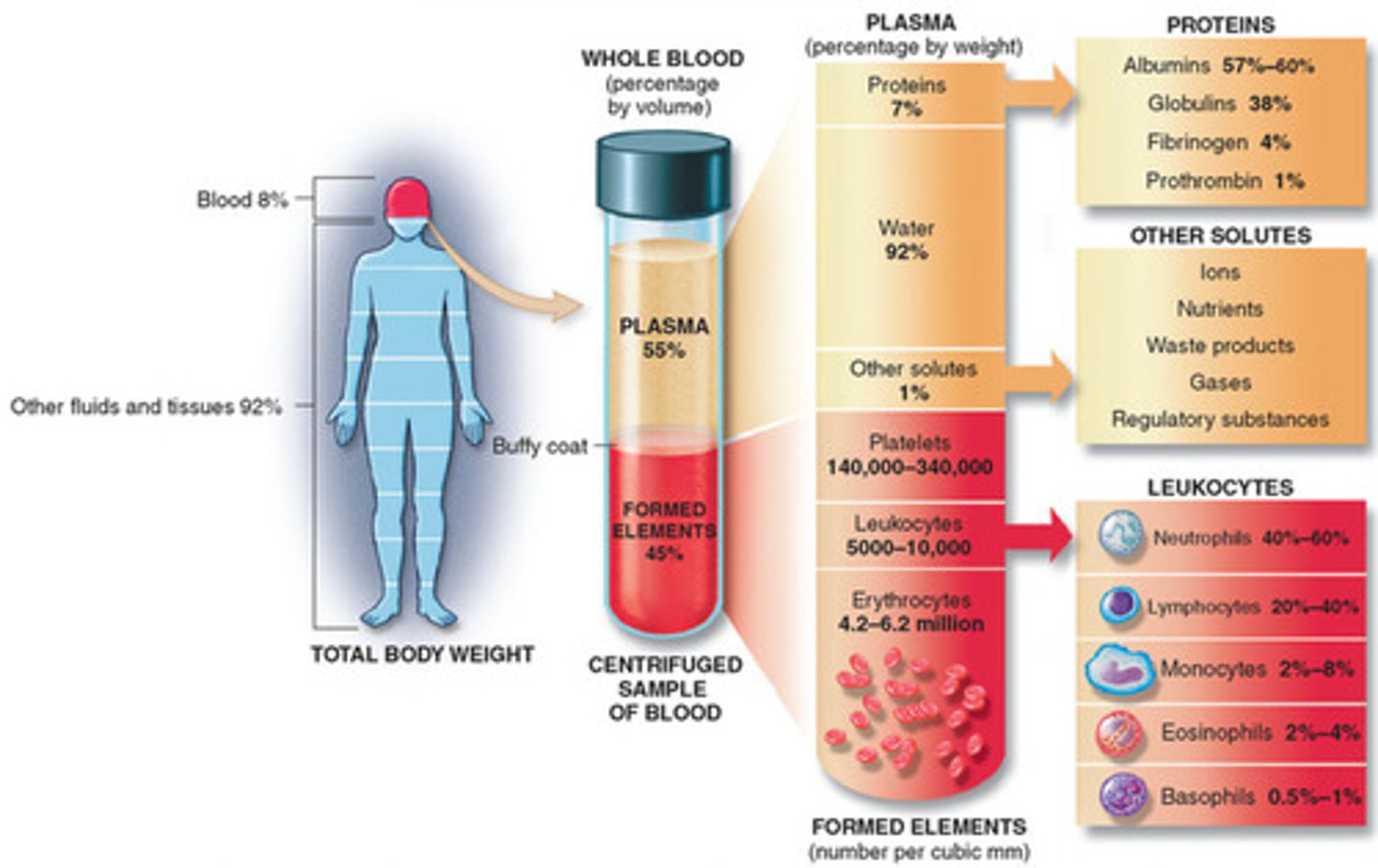<p>blood, blood vessels, organs that produce blood</p>