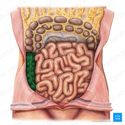 <p>The part of the large intestine that travels upward from the cecum along the right side of the abdomen.</p>