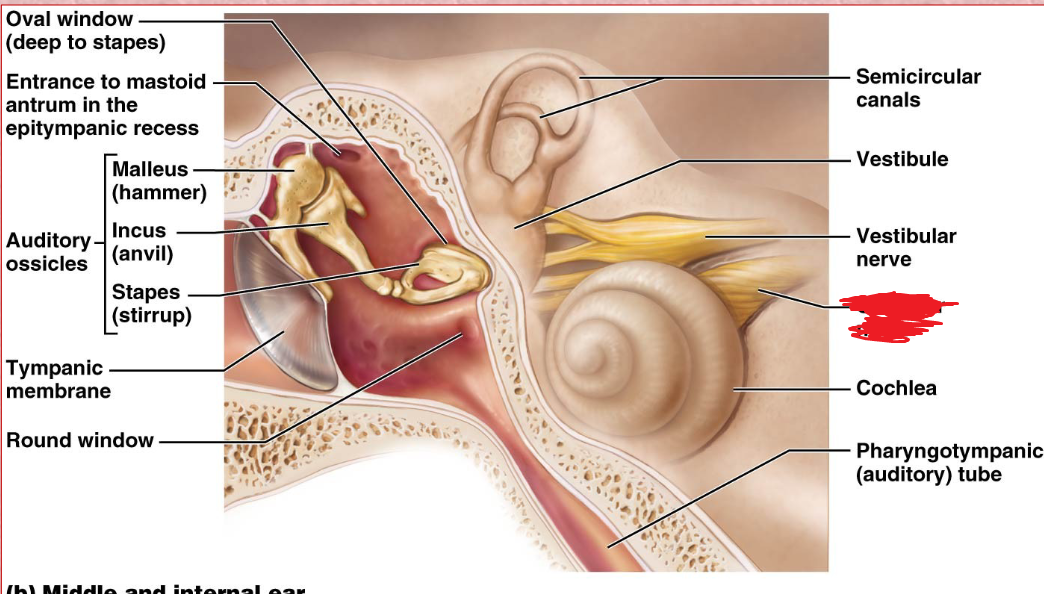 <p>Stem connecting the cochlear and vestibuli nerve</p>