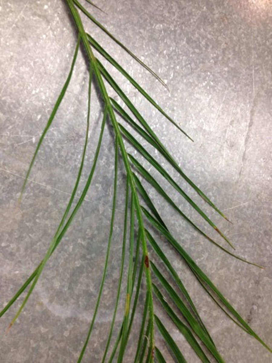 <p>Pygmy Date Palm; Mass</p>
