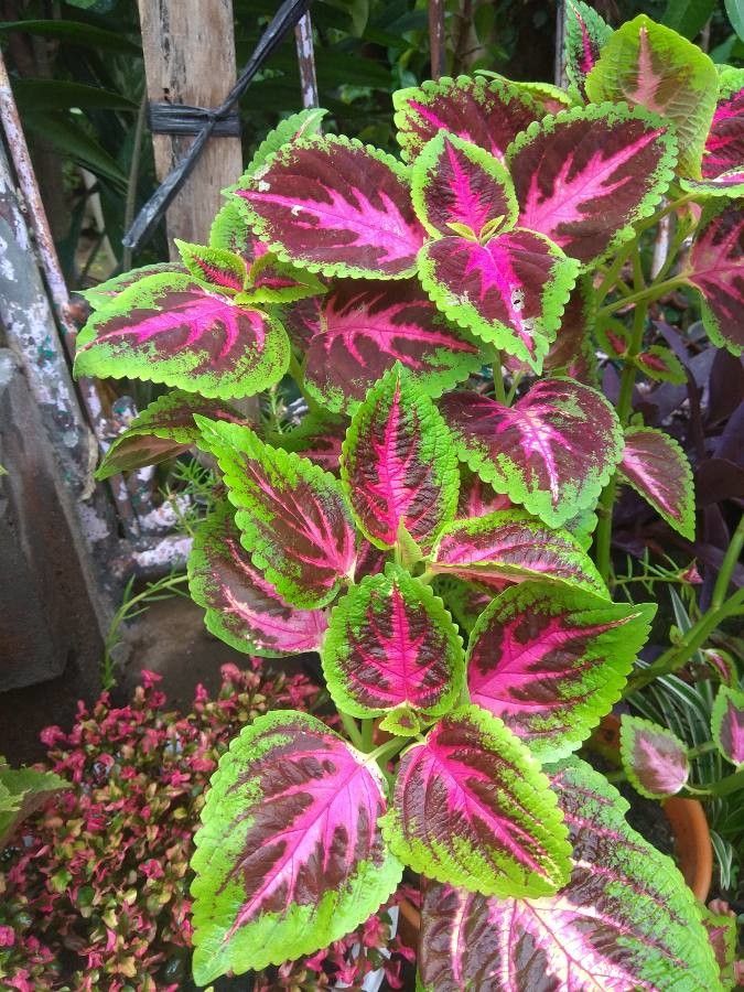 <p>Biological Origin:<strong> Coleus blumei Benth. (Lamiaceae)</strong></p><p>Common Name:<strong> Coleus/Mayana</strong></p><p>Part used: <strong>Leaves</strong></p><p>Medicinal use:</p><p><strong>● For hemorrhoids, ● For tuberculosis ● Antioxidants ● Dyspepsia ● Abortifacient ● Repellant for Intestinal Worms</strong></p><p>Secondary metabolites:</p><ul><li><p><strong><u>Volatile oils</u></strong></p></li></ul>