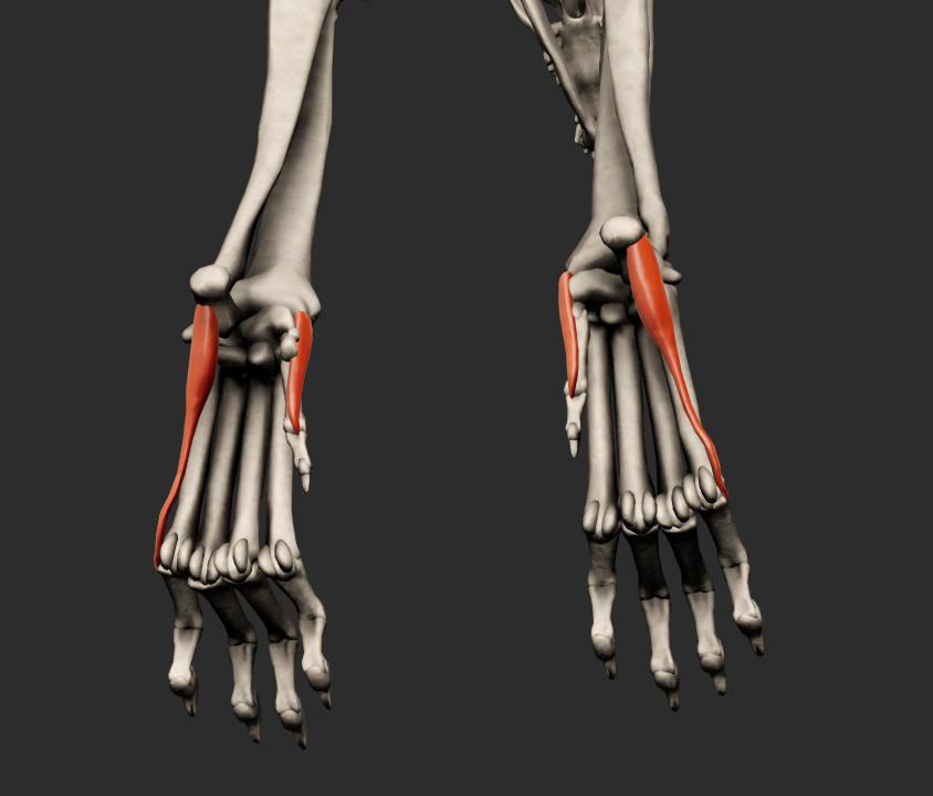 <p>1.) M. ADDUCTOR DIGITI I. – odstupuje na ligg. palmaria na karpu, upíná se na phalanx proximalis digiti I.</p><p> 2.) M. ADDUCTOR DIGITI II. – odstupuje z ligg. palmaria na karpu, upíná se na phalanx proximalis digiti II. 112 </p><p>3.) M. ADDUCTOR DIGITI V – odstupuje z ligg. palmaria na karpu, upíná se na os metacarpale V. a phalanx proximalis digiti V.</p>