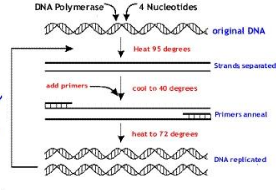 <p>denaturation (95 degrees), annealing (40 degrees, primer anneal), extension (72 degrees, Pol I), dna replicated</p>