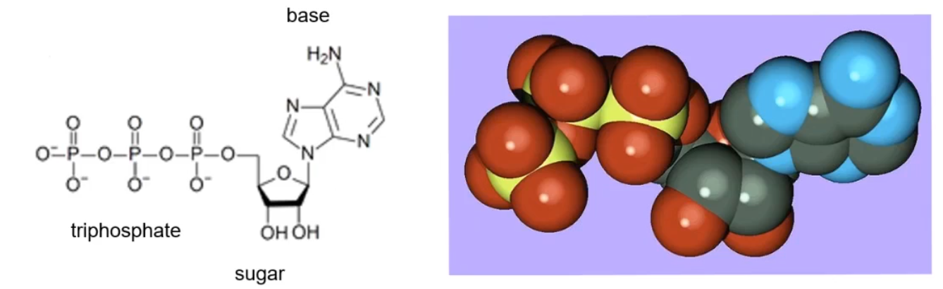 <p>what is this structure representing?</p>