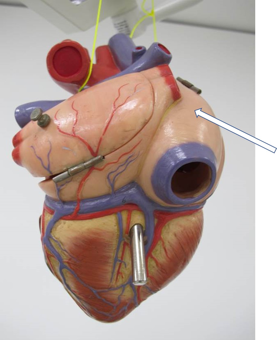 <p>deel van hart</p>