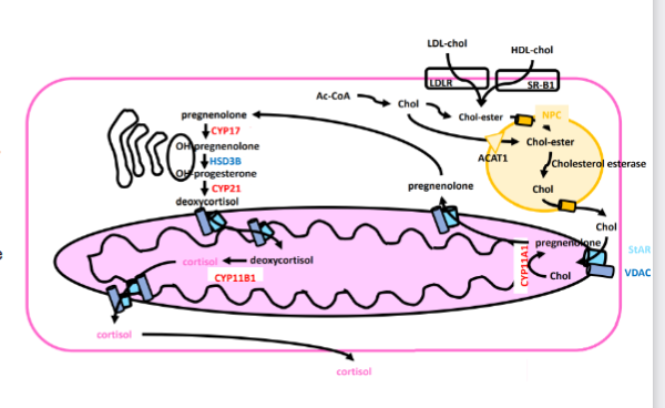 <ul><li><p><span>•<strong> Cholesterol is converted to pregnenolone in the mitochondrion</strong></span></p></li><li><p><span>• Pregnenolone is <strong>transported to the</strong></span><strong><br></strong><span><strong>cytosol via StAR/VDAC</strong></span></p></li><li><p><span>•<strong> Pregnenolone is converted to deoxycortisol in the SER</strong></span></p></li><li><p><span><strong>• Deoxycortisol</strong> is transported into the mitochondrion (both membranes) <strong>via StAR/VDAC and converted to cortisol</strong></span></p></li></ul><p></p>