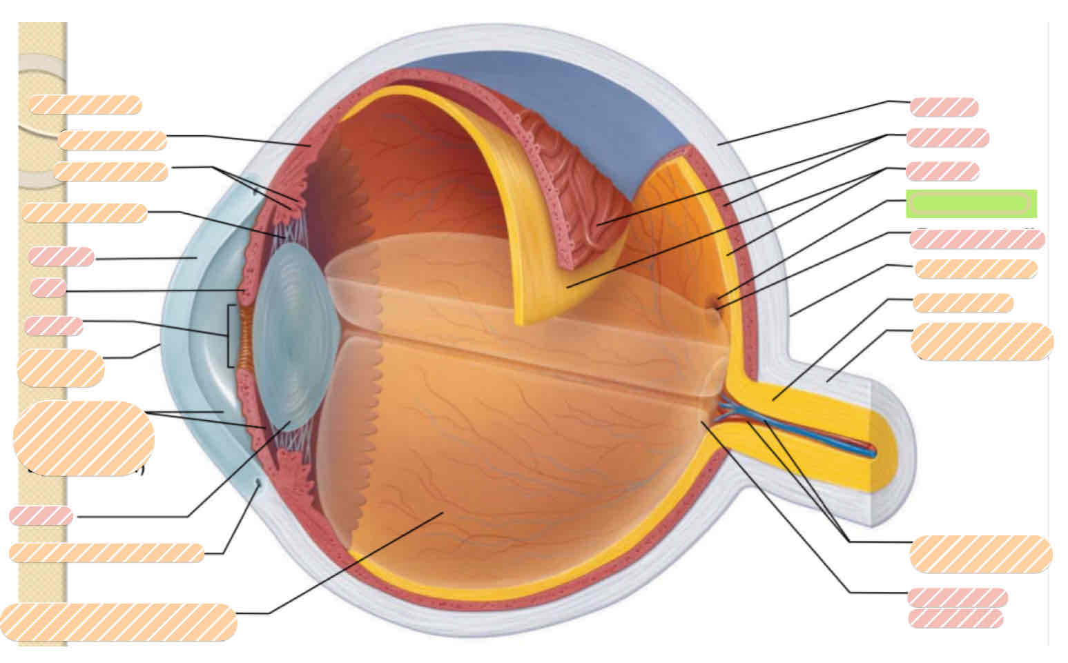 <p>Internal eye anatomy</p>