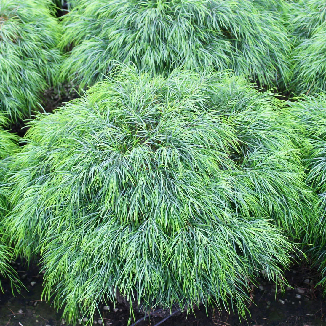 <ul><li><p>shrub, evergreen</p></li><li><p>3-5’ t/w</p></li><li><p>native to Australia</p></li><li><p>full sun, part shade</p></li><li><p>occasional to low water</p></li><li><p>adaptable, no clay, good drainage</p></li><li><p>evergreen, simple leaves; mini branchlets, very narrow, entire margins, 2-3’ </p></li><li><p>compound flowers; creamy color, rare</p></li><li><p>fruit; seed pod, green to brown, rare</p></li><li><p>grassy looking, low growing bushes</p></li><li><p>texture plant, dense texture</p></li><li><p>droopy leaves</p></li><li><p>near Bakar Bio Lab</p></li></ul><p></p>