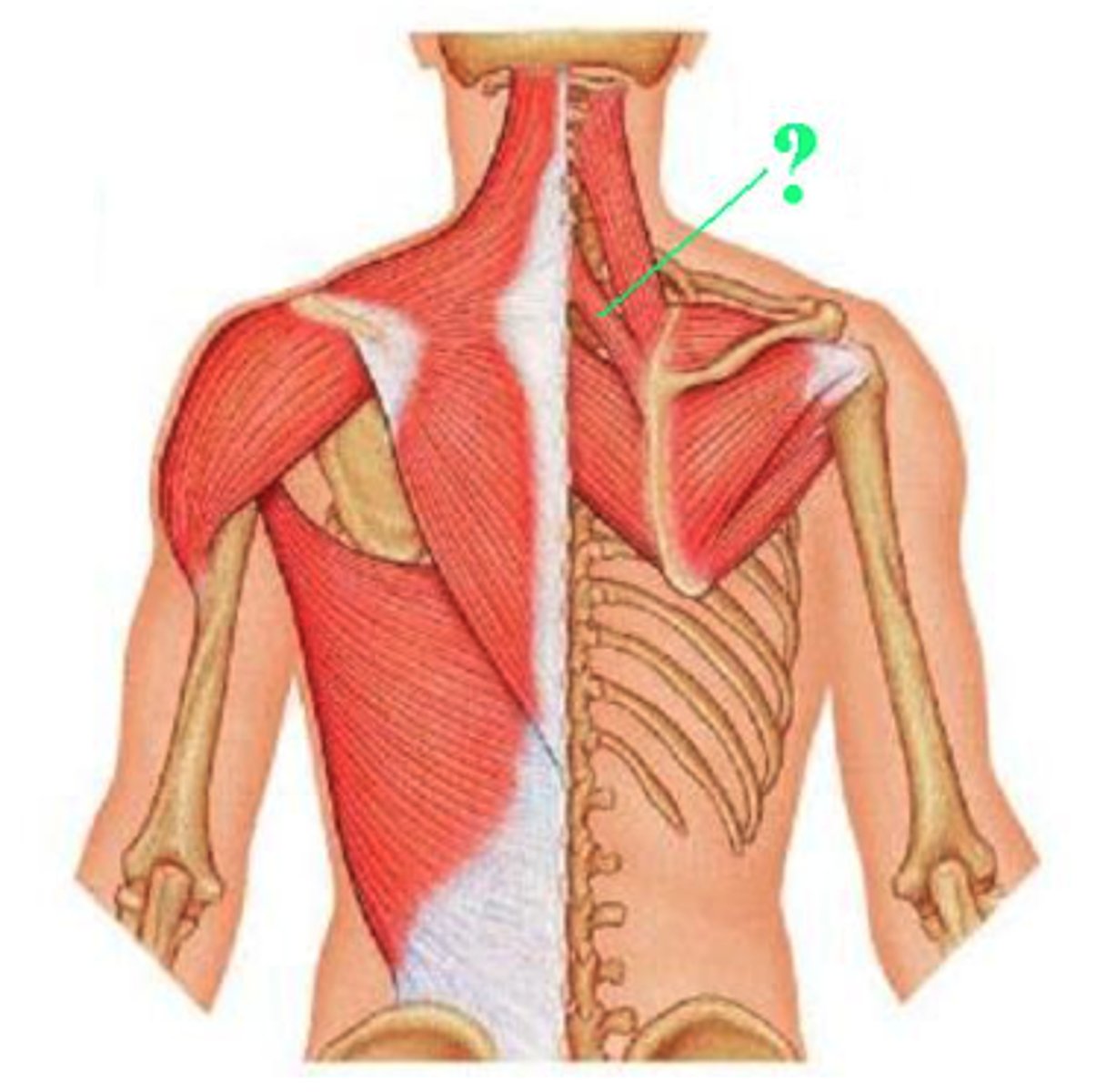 <p>rhomboid minor</p>