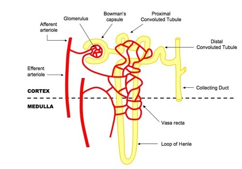 Bowerman's capsule (cup shaped structure) containing the glomerulus= ultrafiltration takes place.

Glomerulus= capillaries where pressure forces all solutes in the blood plasma to be forced through the capillary walls e.g ions, amino acids, glucose, urea, water. Proteins and erythrocytes do not pass through as they are too large.

Proximal Convoluted Tubule (PCT)= First coiled region of the tubule, where products needed in the blood (ions, glucose, amino acids etc) are reabsorbed 

Loop of Henle: A long loop of tubule which spans the cortex and medulla, used to concentrate the urine. A salty environment is created in the medulla in order to cause water to osmose of water out of the nephron on the falling limb, and the impermeable rising limb 
allows salts to diffuse out maintaining salty conditions.

Distal Convoluted Tubule (DCT) =Second coiled region of the tubule, where osmosis and diffusion of solutes occurs in order to fine tune the water potential and pH of the blood. 

Collecting Duct= Urine travels through the collecting duct down to the pelvis. More fine tuning occurs, as ADH creates aquaporins to allow the exit of excess water.