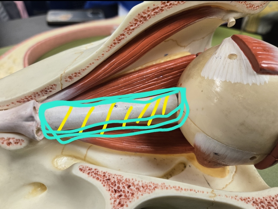 <p>Anatomy of the eye: Tunics</p>