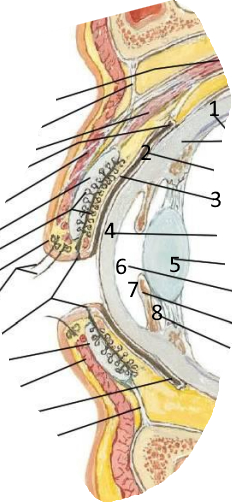 <p>Podaj nazwy struktur pod nr 1-8</p>