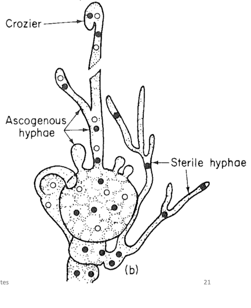 Formed from an ascogonium
Branch repeatedly
Each cell contains several nuclei
Results in production of crozier cell