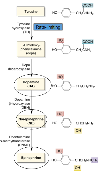 <ul><li><p>precursor: tyrosine</p></li><li><p>rate-limiting step: tyrosine hydroxylase (enzyme that breaks down tyrosine)</p></li></ul><p></p>