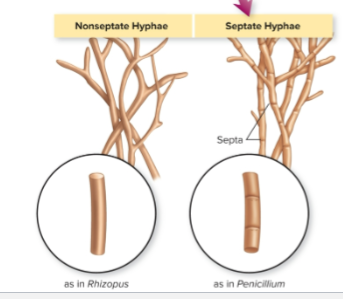 <ul><li><p><span>Long, threadlike cells found in the bodies of filamentous fungi</span><br><span>(molds)</span></p></li></ul><p></p>