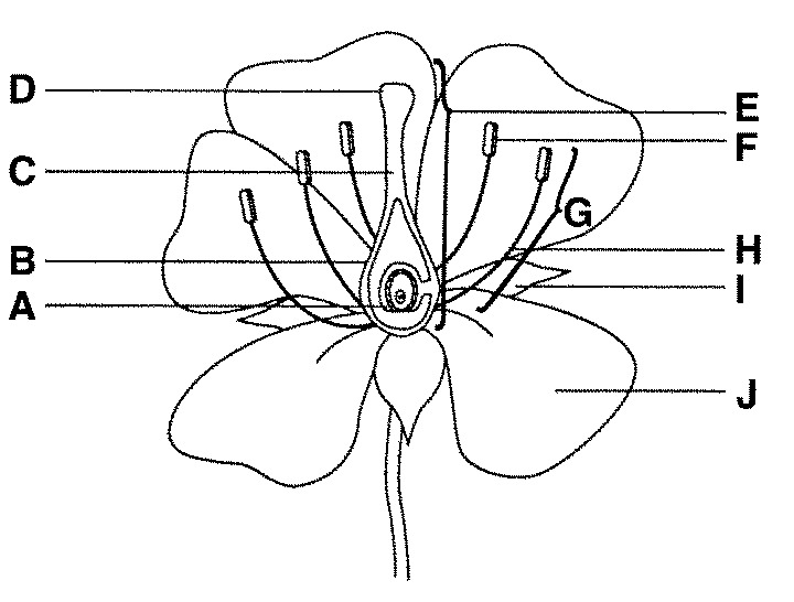 <p>Label the following diagram of a flower, and describe the function of each part</p>